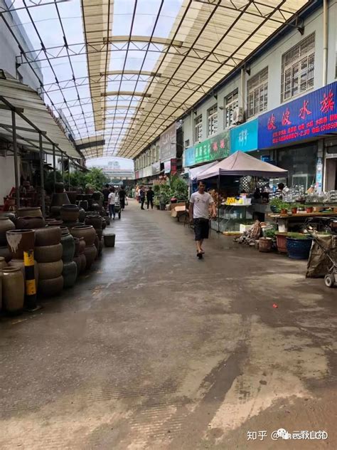逛遍南京最大的花鸟鱼虫市场，最后我们发现……|花鸟|南京|鱼虫_新浪新闻