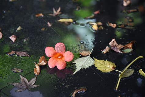 【花开花落摄影图片】北京植物园生活摄影_太平洋电脑网摄影部落