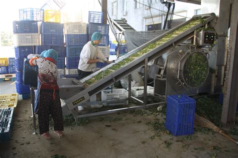 【原创】记者带您观看蔬菜出口加工过程：安徽亳州蒙城蔬菜加工企业实访-长江蔬菜