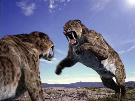 狮子的祖先是什么动物?原始狮(生活于约150万年前的早更新世)_奇趣解密网