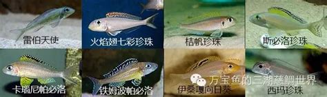 坦噶尼喀湖慈鲷的亚群体（Sub-Group）分类_万宝鱼的三湖慈鲷世界