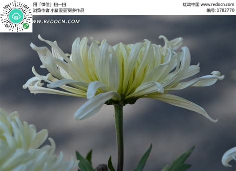 白菊花|白菊花的药用价值 - 茶叶知识 - 美壶网