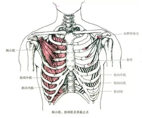 胸廓图片