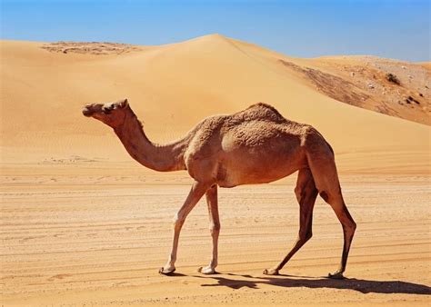 骆驼驼峰储存的是什么（骆驼的两个驼峰里到底藏着什么？这其中的奥秘让很多人都意想不到） | 说明书网
