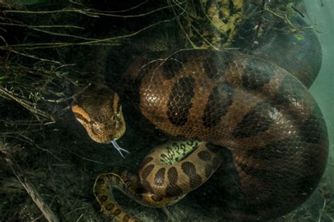 中国最吓人的一条巨蛇：眼镜王蛇(长度五米毒性极强)_奇趣解密网