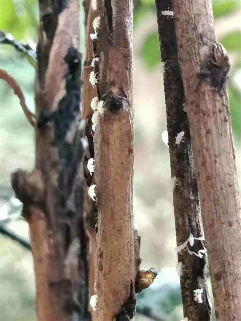 金蝉怎么种植？金蝉蝉蚁的播撒与人工饲养方式！ - 金蝉 - 蛇农网