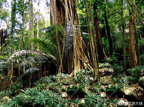 2023在徒步穿越和拓展活动中亲近神秘的热带雨林，观赏奇异的雨林景观和感受大自然的魅力_望天树景区-评论-去哪儿攻略