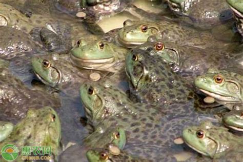 牛蛙和青蛙的区别 - 惠农网