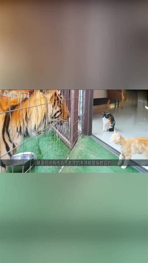 哪种猫长得最像老虎？ - 知乎