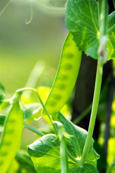 小豌豆