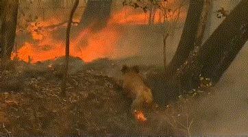 澳大利亚山火，为何经久不息？对全球影响有多大-搜狐大视野-搜狐新闻