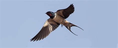 燕子是不是飞行最快的鸟(燕子有一双剪刀似的尾巴修辞手法) - 闪电鸟