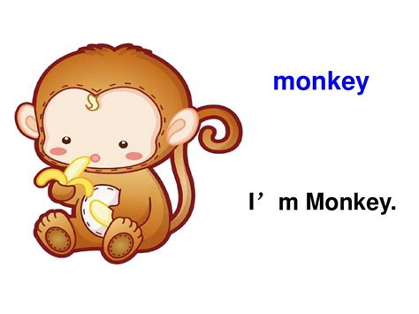 monkey这个英语怎么拼读-猴子的英文怎么读