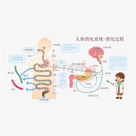 消化系统结构简图图片 消化系统结构简图图片