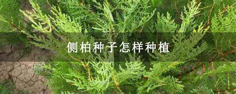 侧柏种子多少钱一斤?播种育苗时间及方法-种植技术-中国花木网