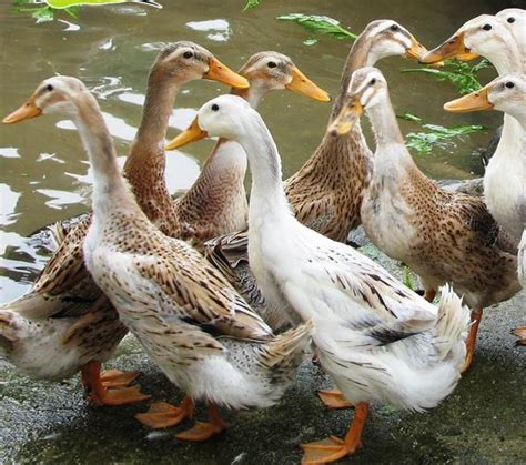 养鸭怎样才能节省饲料，养鸭的养殖技术 - 知乎