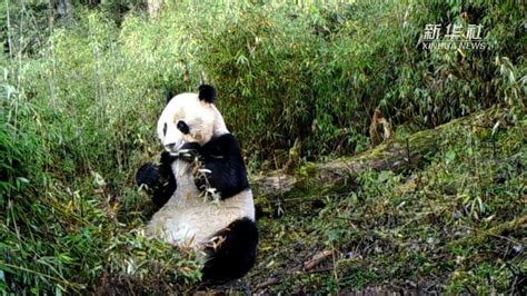 大熊猫爱吃的竹子种类有哪些？ - 惠农网