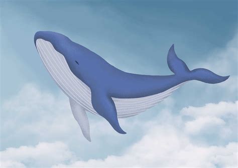 关于鲸鱼的资料_形态特征物种对比分布栖息分布范围栖息环境生活习性 - 工作号