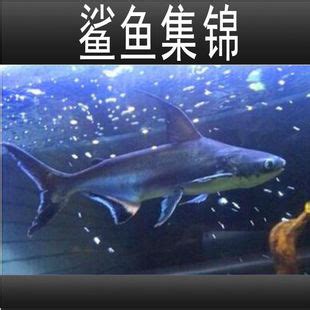 成吉思汗鱼长丝鲶鱼,鱼类,动物摄影,摄影,汇图网www.huitu.com