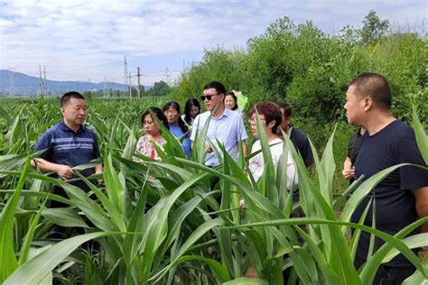 长治市农业技术推广中心开展“上党高粱”技术指导工作--黄河新闻网