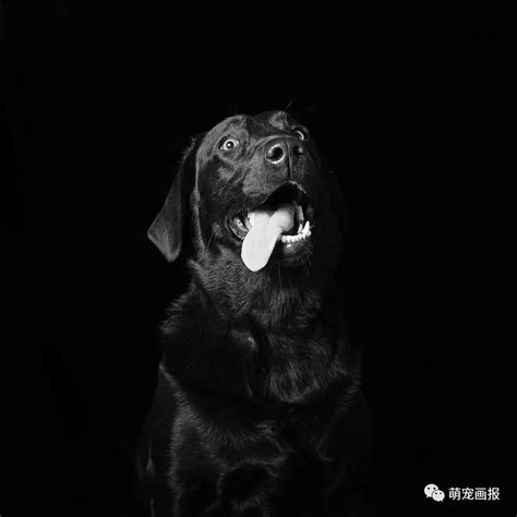 黑色宠物狗摄影jpg图片免费下载_编号19lhx8631_图精灵
