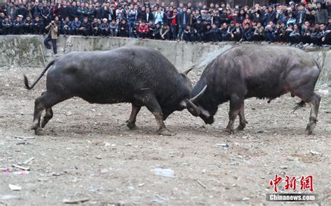 郑州在线-新闻-贵州新春民间斗牛场面壮观吸引游客