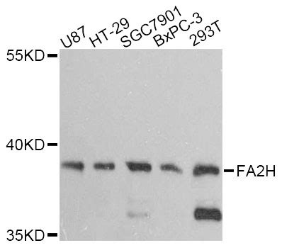 (a) Schematic representation of FA2H gene replacement in the wild‐type ...