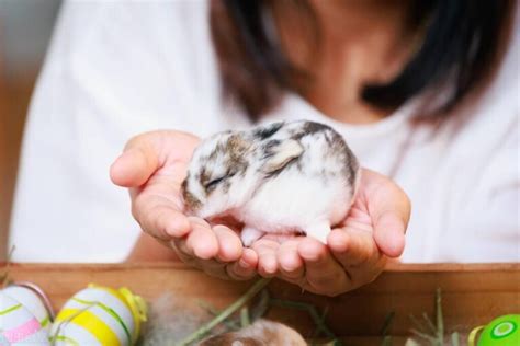 兔宝宝可以吃婴儿奶粉吗？小兔子喂养方法和注意事项 - 胖萌舍宠物网