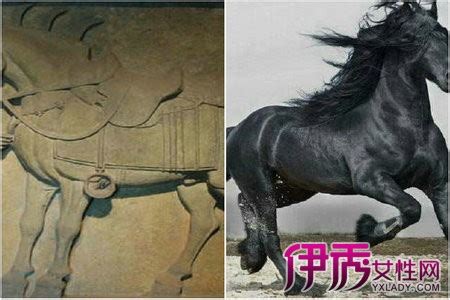 历史上有名的马,中国古代的名马都有哪些？-史册号