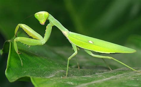 螳螂是如何繁殖后代的，附常见螳螂种类-农百科