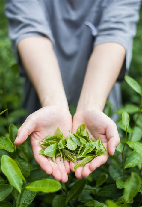 凤凰单枞茶叶等级(茶叶凤凰单枞拼音) - 品茶喝茶 - 金档茶百科