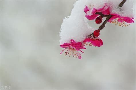 【寒梅傲雪摄影图片】生态摄影_太平洋电脑网摄影部落