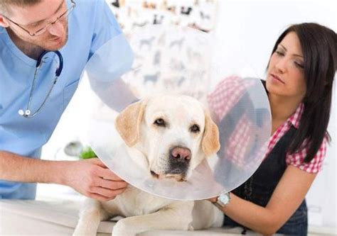 狗狗绝育后需要注意什么 母犬绝育手术详细步骤_宠物百科 - 养宠客