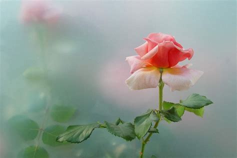 45张漂亮的玫瑰花摄影图片欣赏(2) - 设计之家