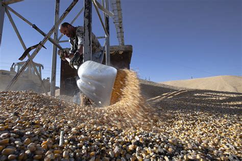 “退运美国转基因玉米”遭误读，中国每年进口数百万吨_澎湃质量观_澎湃新闻-The Paper