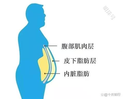 内脏脂肪指什么呢？又有什么危害呢？如何减掉内脏脂肪呢_资讯频道_东方养生