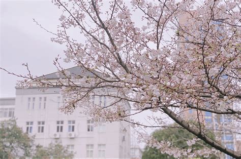 “杏林春暖”典故现实版亮相，上海中医药大学百名师生党员同栽杏树