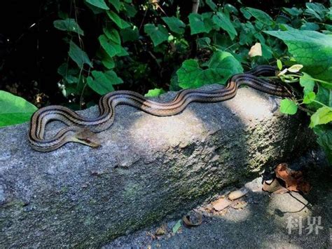 蛇类捕食者对蜥蜴的影响：体温升高，跑得更快 - 知乎
