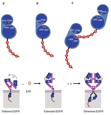 科学网—Developmental Cell：植物CBF依赖型低温信号转导途径分子调控机制 - 郝兆东的博文