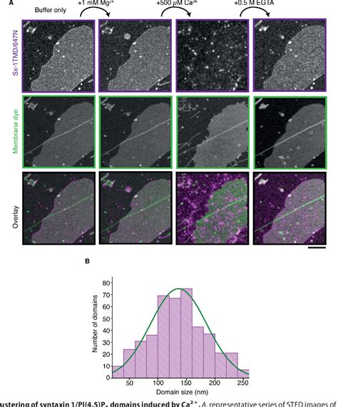 Figure 4 from Calcium Promotes the Formation of Syntaxin 1 Mesoscale ...