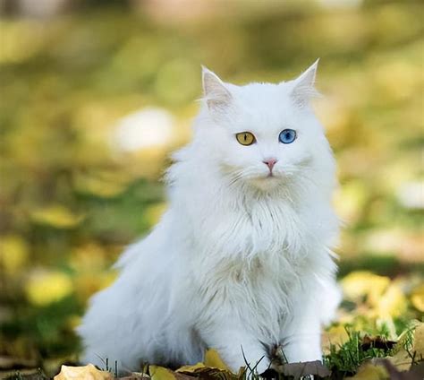 山东临清狮子猫图片