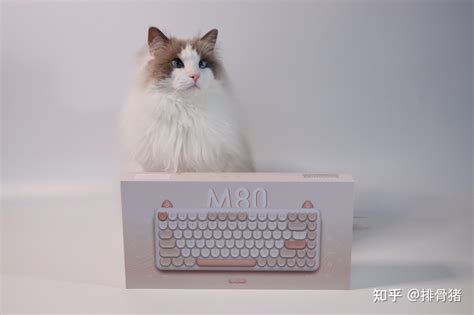 萌化了的IQUNIX M80猫咪键盘是520送礼之选_原创_新浪众测