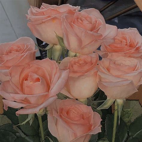 玫瑰到了花期暗示什么（浪漫之情盛开）-农百科