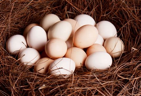 梦见鸡和鸡蛋是什么意思 梦见鸡和鸡蛋预示着什么 - 万年历