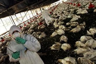 人得了禽流感是什么症状表现?警惕禽流感的三大并发症_探购网