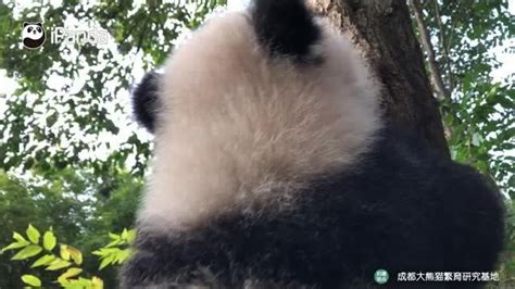 近距离欣赏大熊猫是怎么爬树的