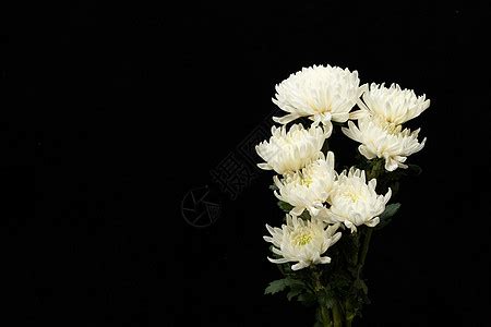 白菊花背景图片-白菊花背景素材-白菊花底图-摄图网