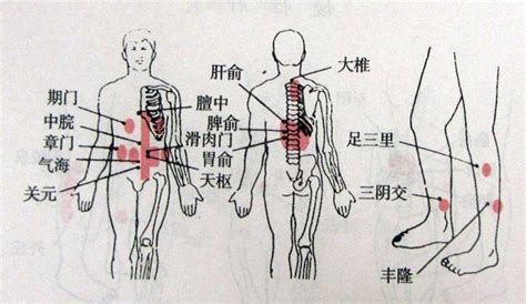 脾胃经络图图片