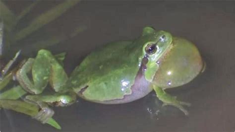 每晚大家都能听到青蛙的叫声，你知道它是怎样发声的吗？