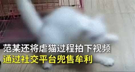 中国急需《反虐待动物法》！大学生2个月残忍虐杀80只流浪猫，道歉远远不够__凤凰网